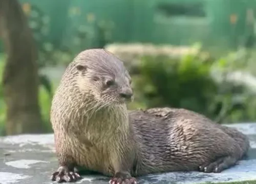 Proyecto Nutria