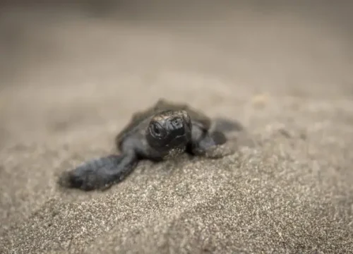 Amor de Tortuga