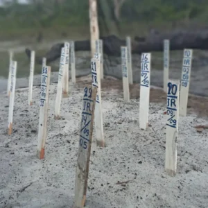 Original-do-projeto-chocadeira-cheia-de-covas.jpg