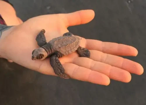 Conservación de tortugas