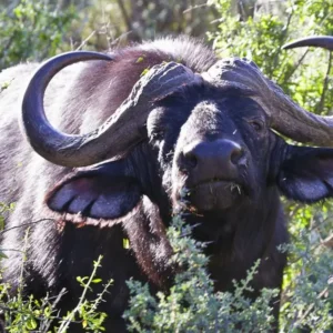 csm_African_Wildlife_Experience_1_01_d0a245ceb2.jpg