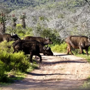 csm_African_Wildlife_Experience_2_01_54f8cbbaea.jpg