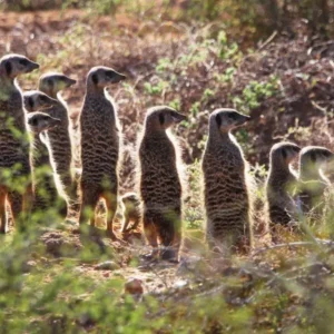 csm_African_Wildlife_Experience_3_01_c0c343414e.jpg