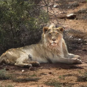 csm_African_Wildlife_Experience_4_01_8a719a6ec6.jpg