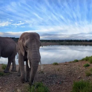 csm_African_Wildlife_Experience_5_01_0473d39867.jpg