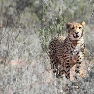 csm_African_Wildlife_Experience_6_01_4bcbe61712.jpg