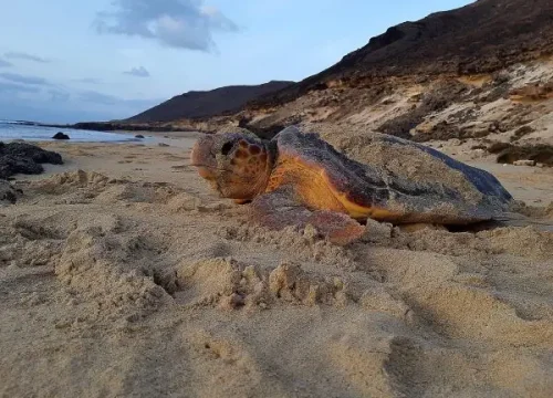 Biodiversidad – Tortugas marinas