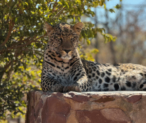 conservacion-del-guepardo1