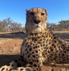 conservacion-del-guepardo2