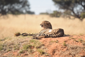 conservacion-del-guepardo3