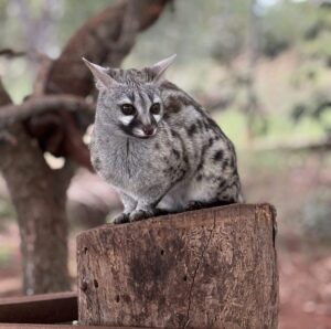 conservacion-del-guepardo6