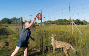 conservacion-del-guepardo8