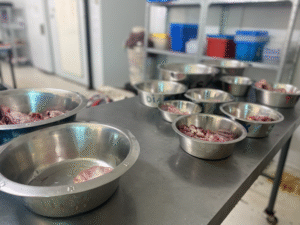 conservacion-del-guepardo9